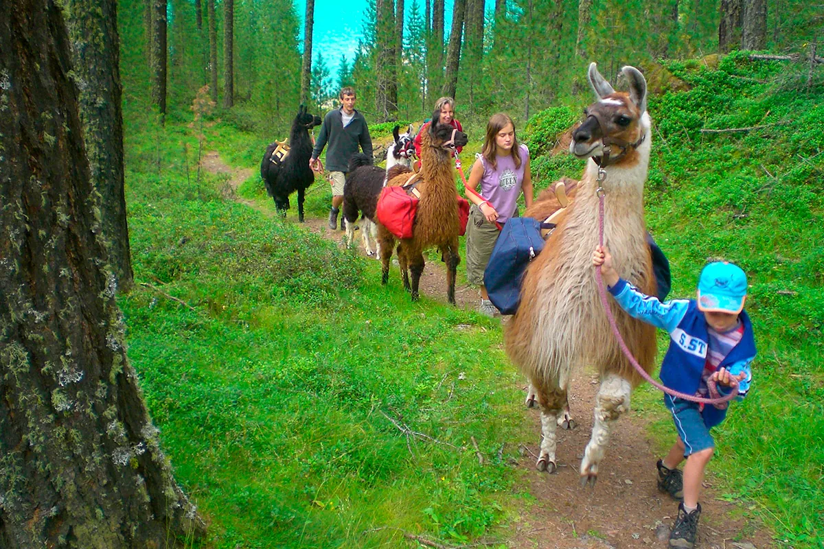 Familienwanderung mit Lamas in der Umgebung