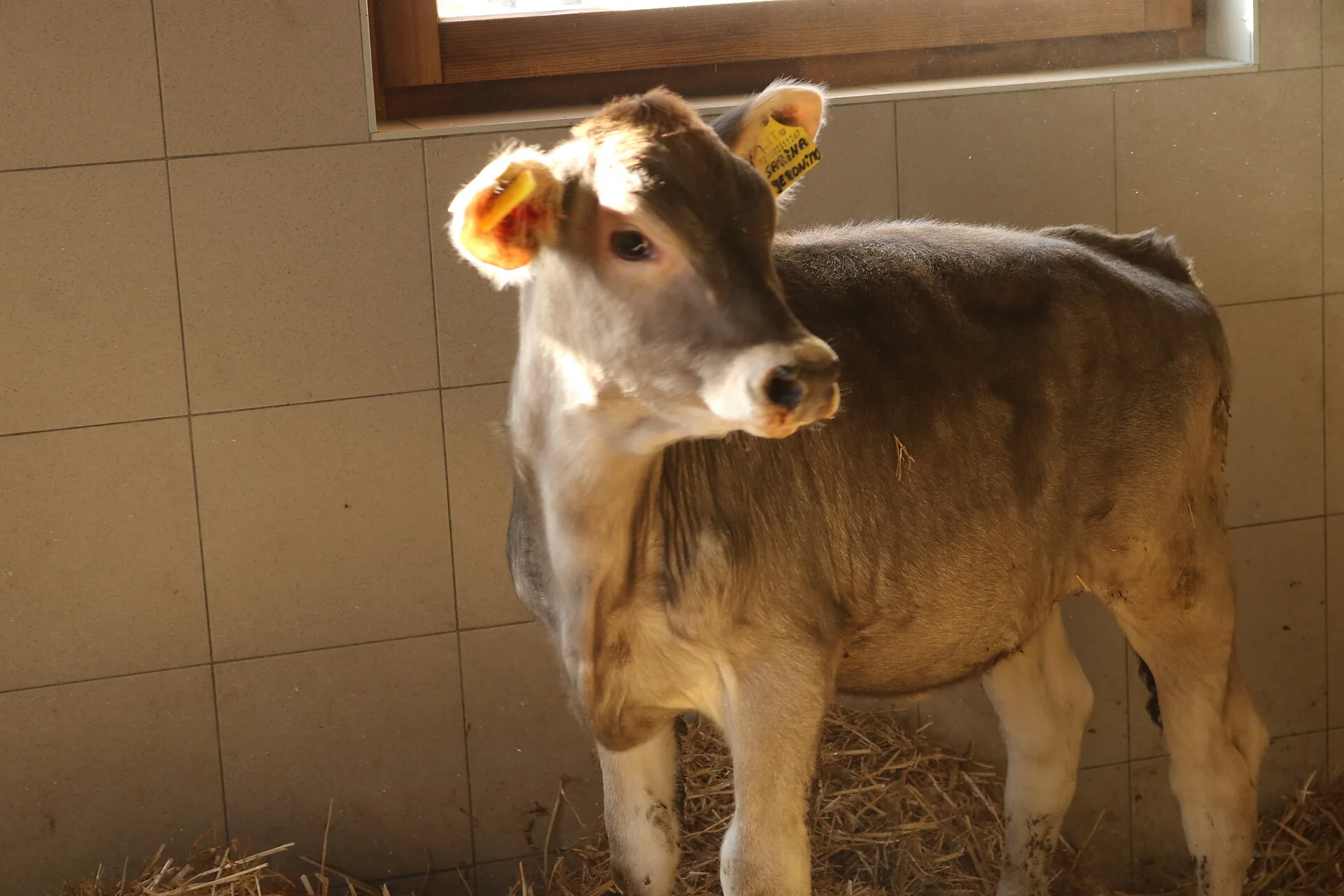 Kalb im Stall des Innerunterstellhofs